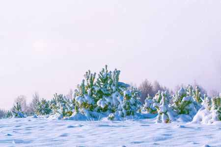 冰冻的冬季森林与雪覆盖了树