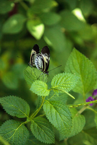 几种钢琴关键蝴蝶 Heliconius melpomene 昆虫的舞蹈