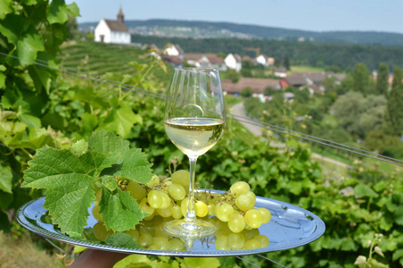 妇女拿着托盘与葡萄酒和葡萄与葡萄园在 Rheinau 背景下