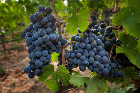 Bolgheri, 托斯卡纳, 意大利Bolgheri 红白葡萄酒受控原产地面额的葡萄园的收获和照料