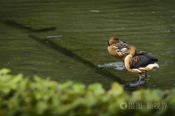 鸭子在湖