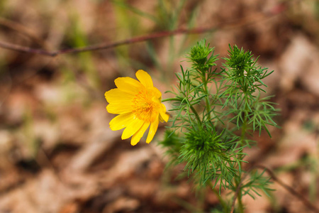 Ficaria 佛娜石龙芮 Ficaria, 较小塞伦丁或 pilewort。森林里的小黄春花