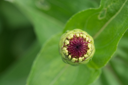 新手的非洲菊雏菊花为背景