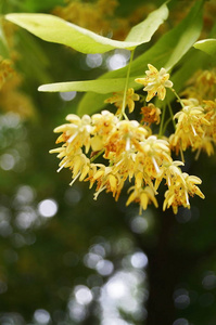 春季野生椴花