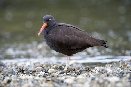 黑 Oystercatcher Haematopus bachmani, 砖瓦厂海滩, Gabriola 海岛, 不列颠哥伦