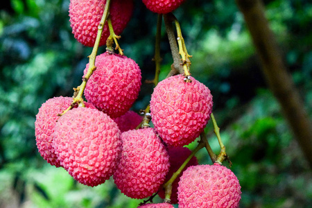 亚洲水果荔枝图片