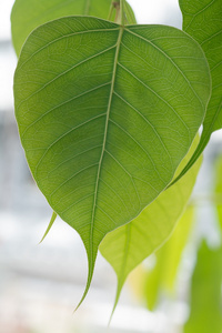 菩提树叶bothi,菩提树树叶背景照片