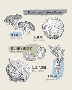 各种卷心菜集。卷心菜, 花椰菜, 甘蓝芽, 花椰菜, 萝卜。手绘素描矢量插画艺术。复古雕刻