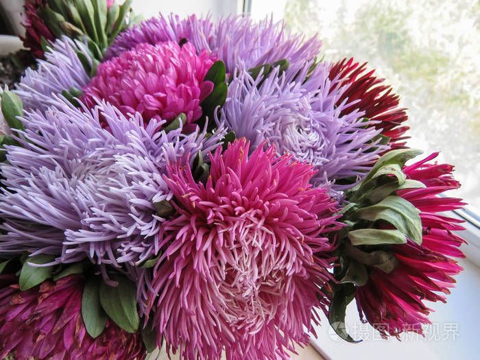 彩色紫苑的花束 秋天的花朵 背景模糊 紫苑照片 正版商用图片0rvei3 摄图新视界