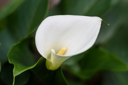 绿叶背景上的白色 calla 百合花
