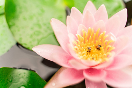 花园雨后美丽的莲花与蜜蜂在水中