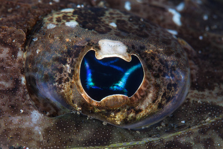 印度尼西亚蓝碧山庄海峡海底的一平头 Thysanophrys 的眼睛细节。这一地区是珊瑚三角形的一部分, 由于其惊人的海洋生物多