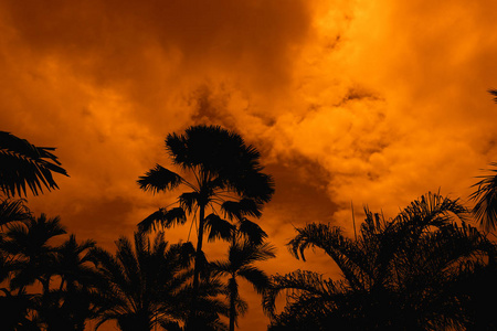 古老高大的棕榈树和橙色夜空的剪影