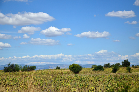 Pelagonia 景观在夏天