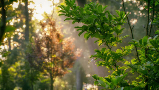 绿色胡同在夏季公园在上午背景