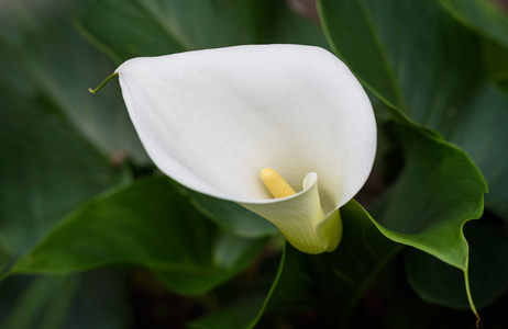 绿叶背景上的白色 calla 百合花