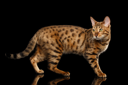 年轻的母猫图片