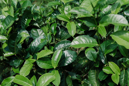 在日落的天空下种植新鲜的绿茶叶子。马来西亚金马伦高原自然景观关闭绿色背景