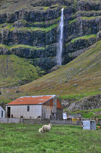 羊肉绵羊瀑布和红屋顶农庄