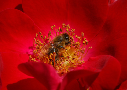 红玫瑰里面的蜜蜂