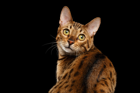 特写好奇的脸孟加拉猫回望,孤立的黑色背景照片