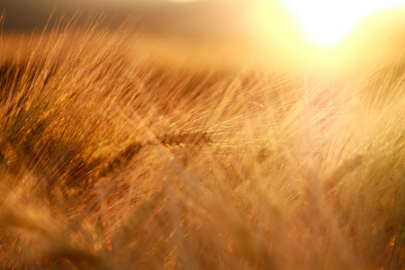 耳朵的夕阳光背景上小麦现场特写