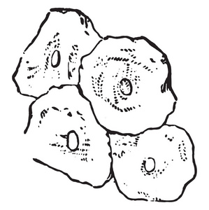 鳞状 epitheliu, 复古图片