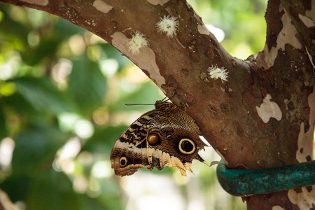 猫头鹰蝴蝶 Caligo eurilochus 栖息在花园里的一棵树上