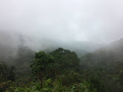 风景雾在森林山