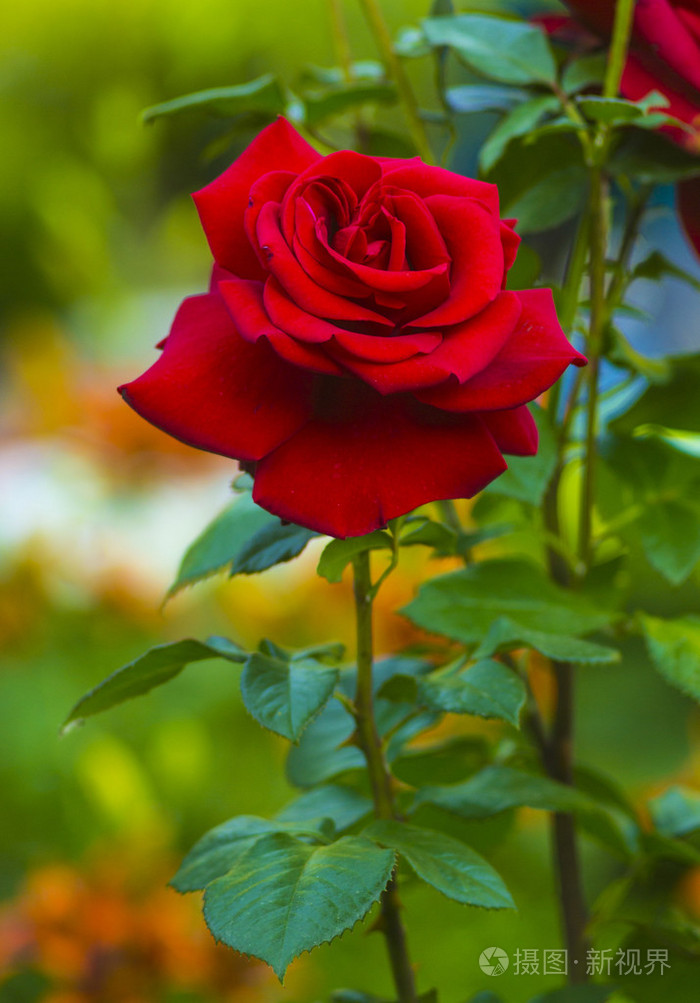 照片 一束红玫瑰在花园里.作为一种自然和浩的红玫瑰.jpg