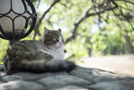 可爱的猫, 在户外射击