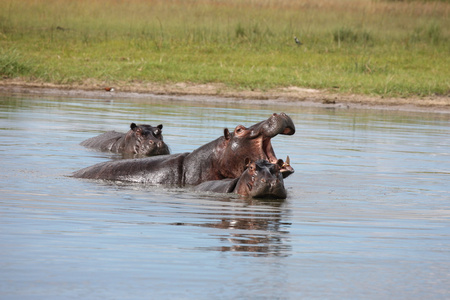 非洲博茨瓦纳萨凡纳非洲河马动物兽类