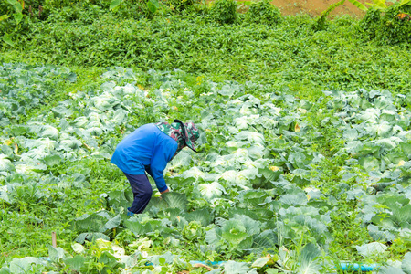 农民收割白菜农场