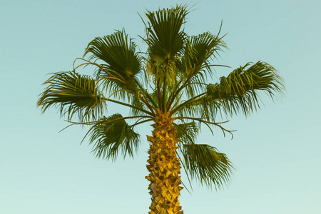 孤独的棕榈树上的绿色 baclonely 棕榈树上的蓝色背景, 关闭upkground, 特写