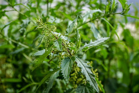 刺荨麻植物。荨麻异株, 也称为普通荨麻