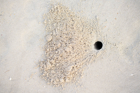 洞被螃蟹挖了起来, 在海边的沙子里筑巢。
