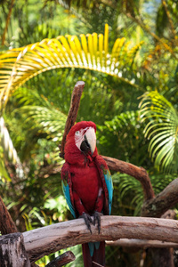 红绿金刚鹦鹉 chloropterus 栖息在热带花园的树枝上