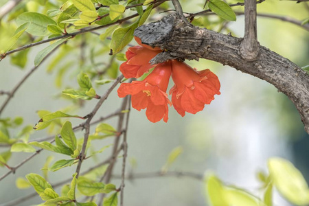 石榴花生长在树上