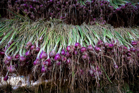 泰国东北部蔬菜园农田葱红洋葱 葱 ascalonicum