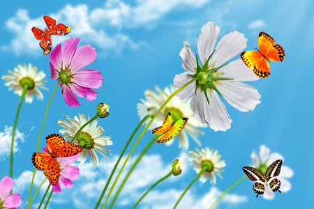 雏菊花上的蝴蝶图片