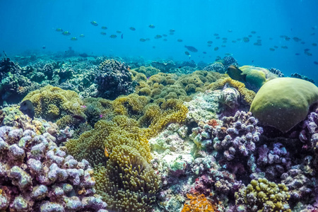潜艇和海洋生物令人惊叹的海底海洋生物.