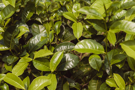 关闭茶芽和叶子。茶叶种植园, 斯里兰卡绿色背景