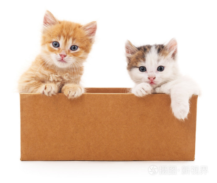 两只猫在一个盒子里