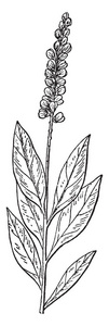 一张图片显示了塞塞 Snakeroot 茎和花。这些茎是浅绿色到红紫色和分枝。花是白色的, 每枝是复合花, 有多个芽, 复古线画