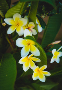 白色热带花, 鸡蛋花盛开在树上, 温泉花