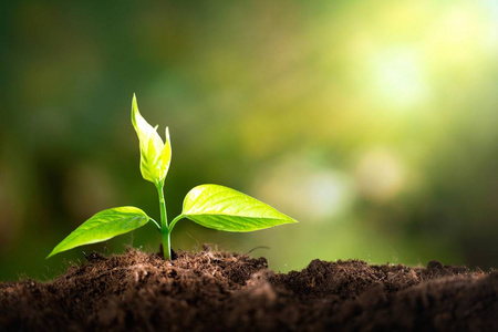 新生命绿色植物在土壤中的生长