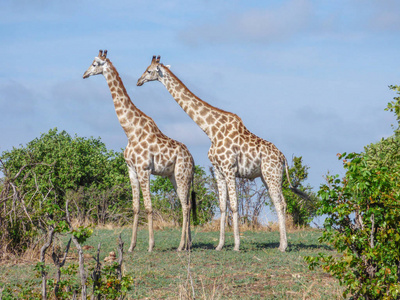 野生动物园主题, 非洲长颈鹿夫妇在自然栖息地, 热带风景背景, 大草原, 博茨瓦纳