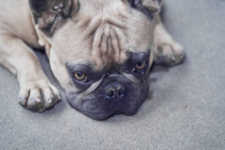 可爱的法国斗牛犬脸