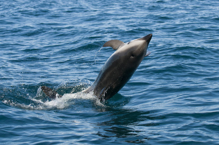 海豚在南非附近的海洋游泳图片