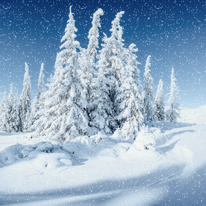 在雪中的云杉图片